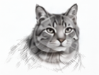 Loose pencil sketch of a tabby cat
