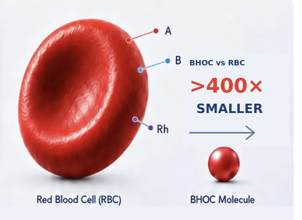 Concept illustration comparing a red blood cell and a BHOC molecule, with BHOC shown as more than 400 times smaller