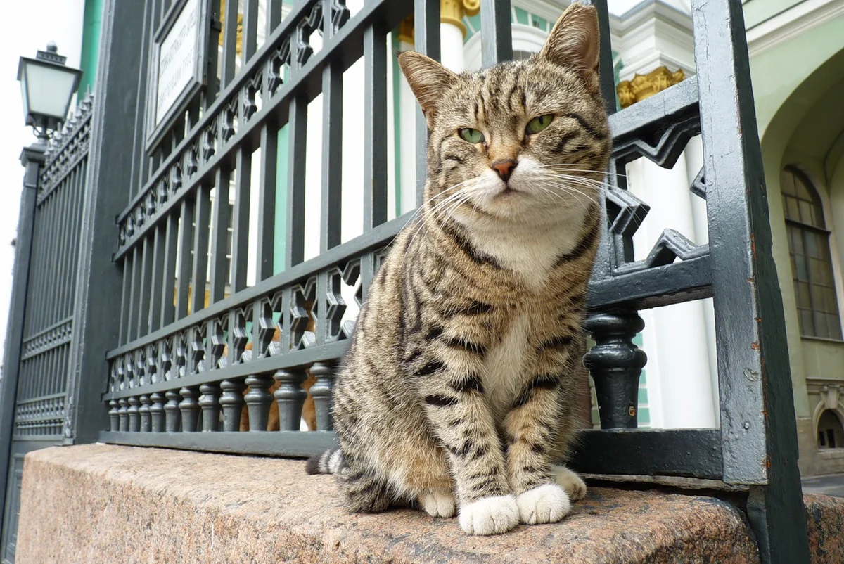 A tabby-and-white Hermitage cat sits on a stone ledge beside the museum's iron gate in Saint Petersburg.