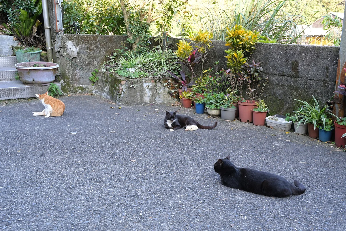 Three cats rest on a lane beside potted plants at Houtong Cat Village in Taiwan.