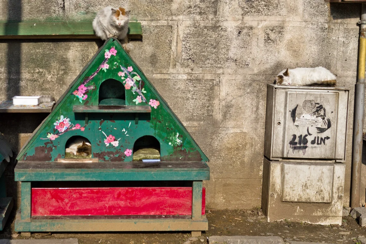 Cats rest around a painted green shelter beside a stone wall on a street in Istanbul.