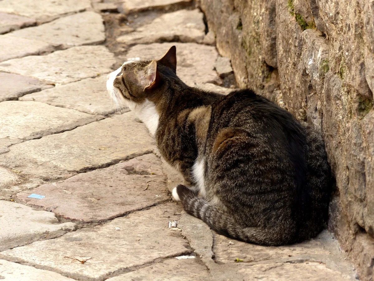 A tabby-and-white cat sits against a stone wall beside a paved lane in Kotor's Old Town.