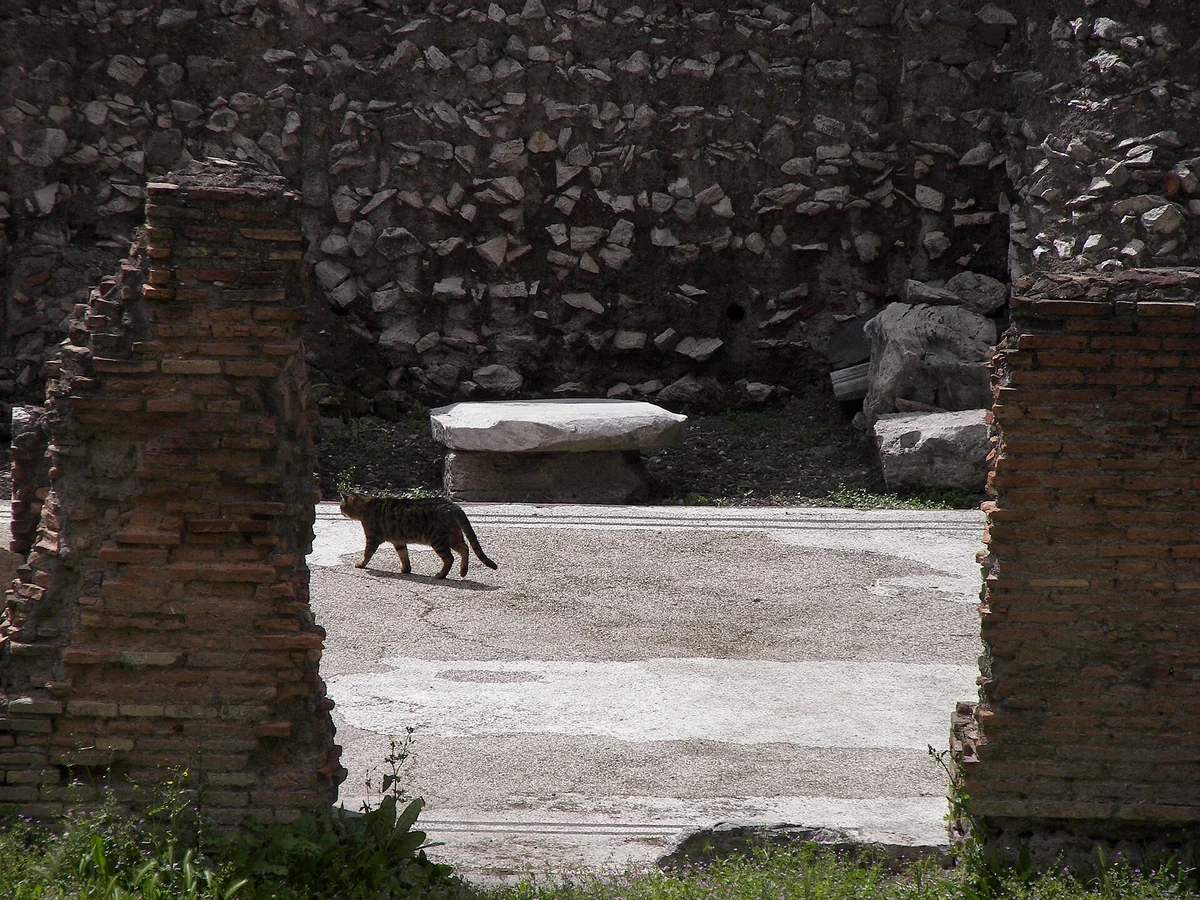 A cat walks between ancient brick and stone ruins at Largo di Torre Argentina in Rome.