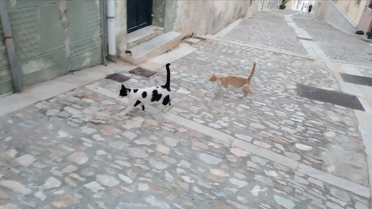 A black-and-white cat and a ginger cat walk over shallow stone steps in an alley on Syros.