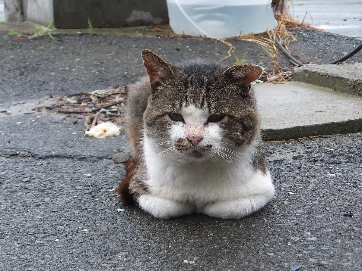 Nekotarou, a tabby-and-white cat on Tashirojima, rests with its paws tucked under its body on an outdoor paved surface.