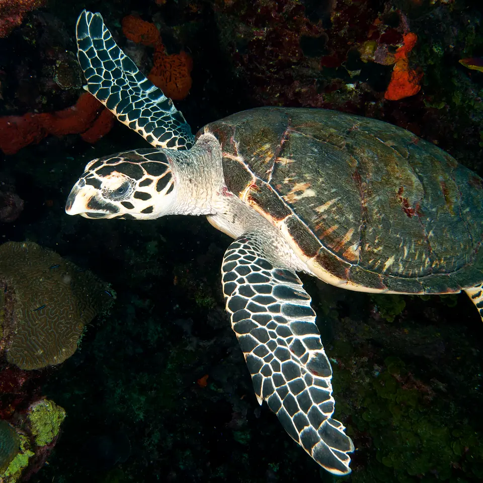 Hawksbill sea turtle swimming above a coral reef