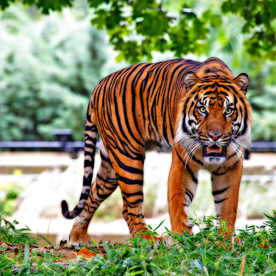 Sumatran tiger walking through a green habitat