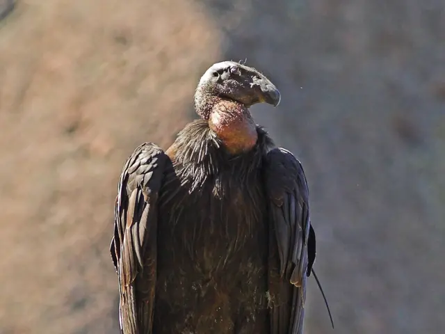 Wildlife conservation field scene from the BHOC Initiative image library