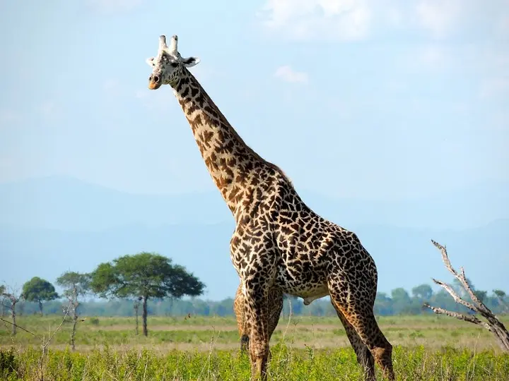 Giraffe in an African savanna representing zoo and conservation-center collaboration
