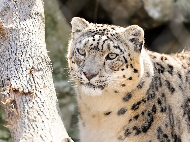 Close portrait of a snow leopard