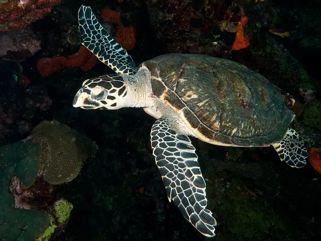 Hawksbill sea turtle in a remote marine conservation setting