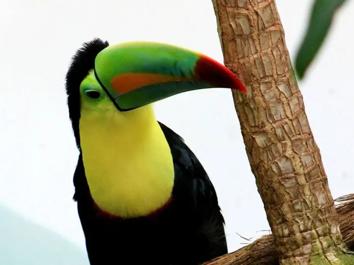 Keel-billed toucan illustrating comparative biology across species