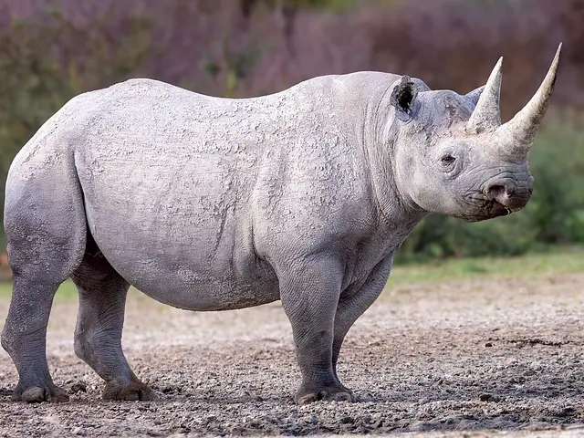 Black rhinoceros in a conservation setting