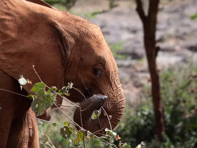 Orphaned African elephant calves during wildlife rescue and rehabilitation