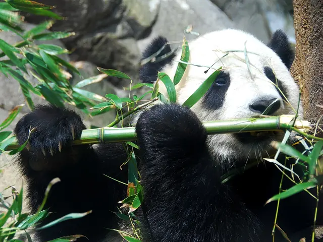 Giant panda Tai Shan eating bamboo