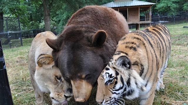 Leo the lion on the left, Baloo the bear in the centre and Shere Khan the tiger on the right, huddled together at Noah's Ark Animal Sanctuary.