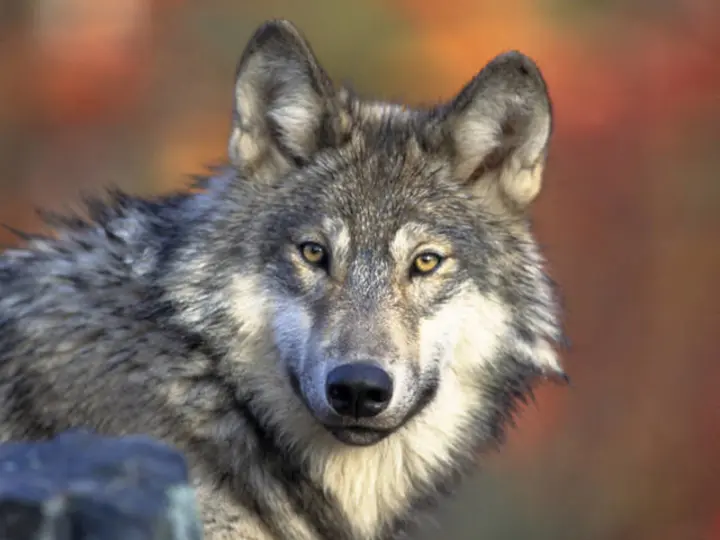 Gray wolf representing cross-species veterinary science and oxygen delivery
