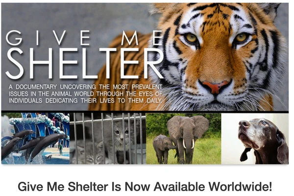 User-supplied Give Me Shelter film image showing a tiger above photographs of dolphins, a caged cat, elephants and a dog, with the film title and worldwide availability message.