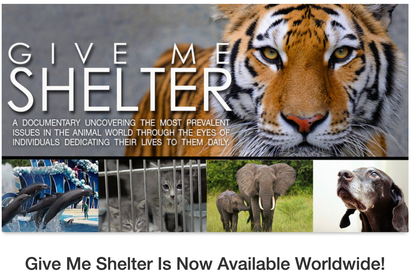 User-supplied Give Me Shelter film image showing a tiger above photographs of dolphins, a caged cat, elephants and a dog, with the film title and worldwide availability message.