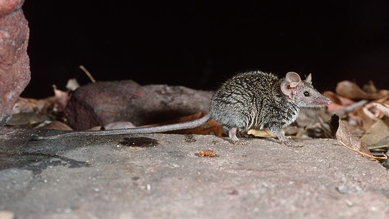 Planigale petrophila with a long tail on a rocky surface beside dry leaves.