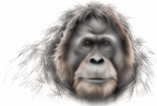 Loose pencil sketch of an orangutan