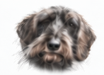 Loose pencil sketch of Rem, a wirehaired dachshund